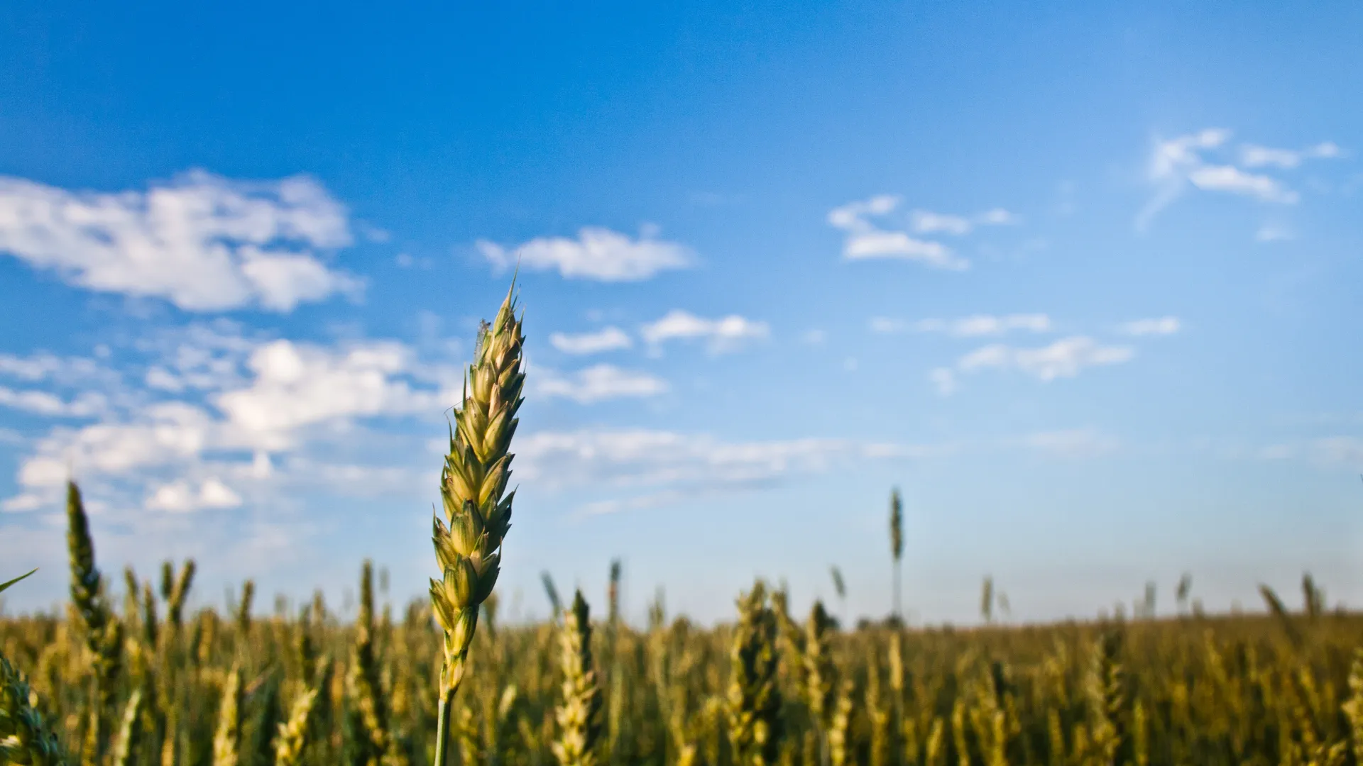 Pirinç Kepeği ve Faydaları