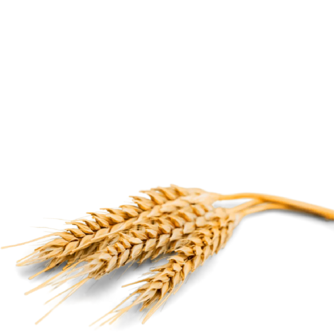 Kuzey Tarım Kuruluş